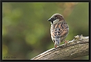 huismus DSC_0050-01